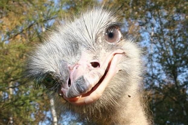 Екзотика по-сновськи: парочка страусів живе в селі Гвоздиківка