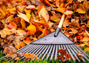 Зареєстровано петицію із пропозиціями боротьби з чернігівцями, які спалюють листя