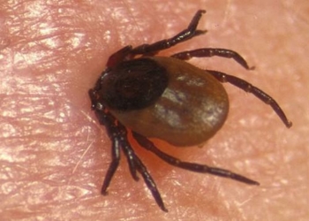 Ніжинців атакують інфіковані кліщі