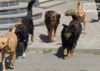 У Ніжині не можуть вирішити проблему безпритульних собак. А вони регулярно атакують людей