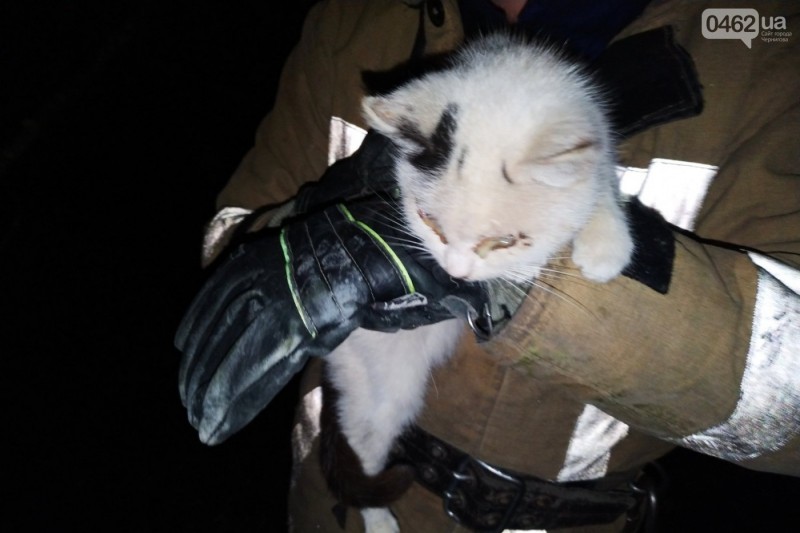Шість діб в колодязі. Чернігівські рятувальники ризикували життям аби витягнути кошеня