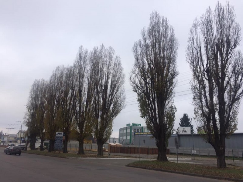 Як КП «Зеленбуд» опікується зеленими зонами Чернігова