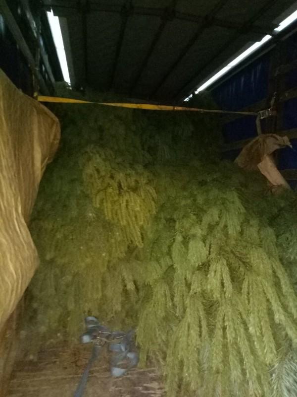 Новогодняя торговля: черниговские пограничники задержали грузовик с соснами