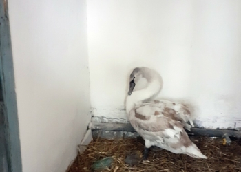 У Менському зоопарку оселився лебідь Дмитро з Дмитрівки