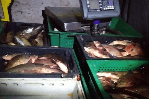 У прикордонні виявили незаконно видобуту рибу
