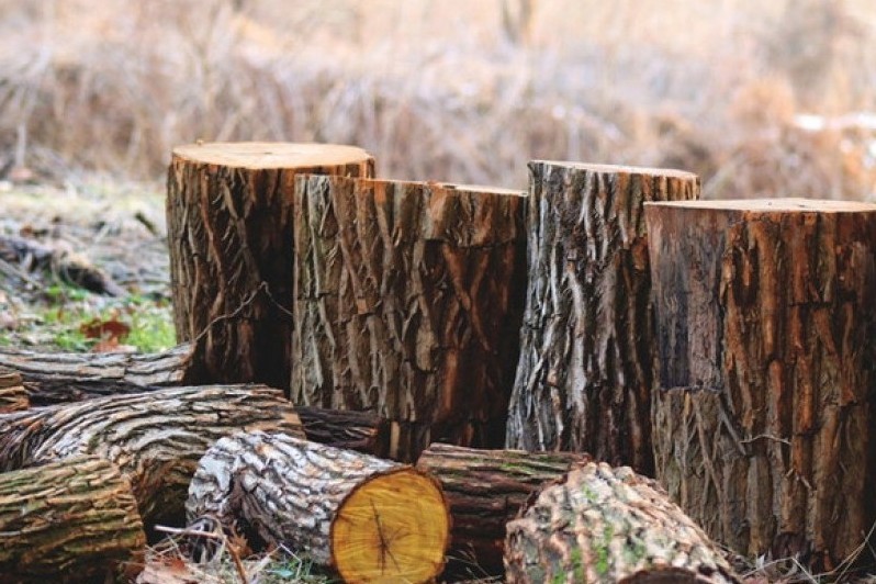 Через помилку працівника лісгоспу на Чернігівщині вирубали майже 500 дерев
