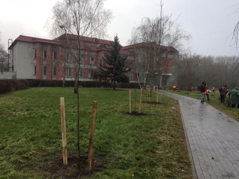 На вулицях Чернігова висадили сто нових дерев