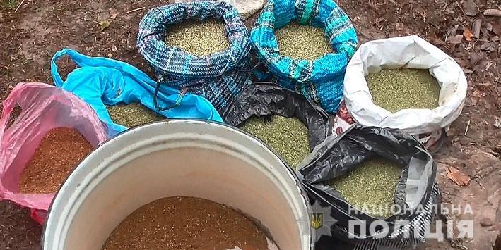 Промышленный масштаб: житель Черниговщины вырастил 25 тысяч кустов конопли