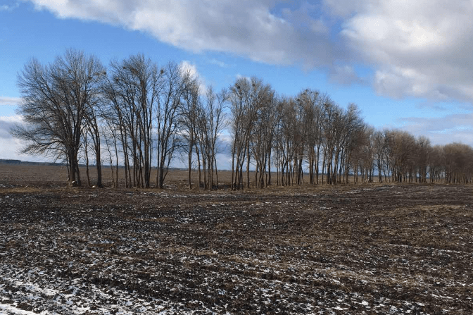 В Бобровицькому районі незаконно вирубано 367 дерев
