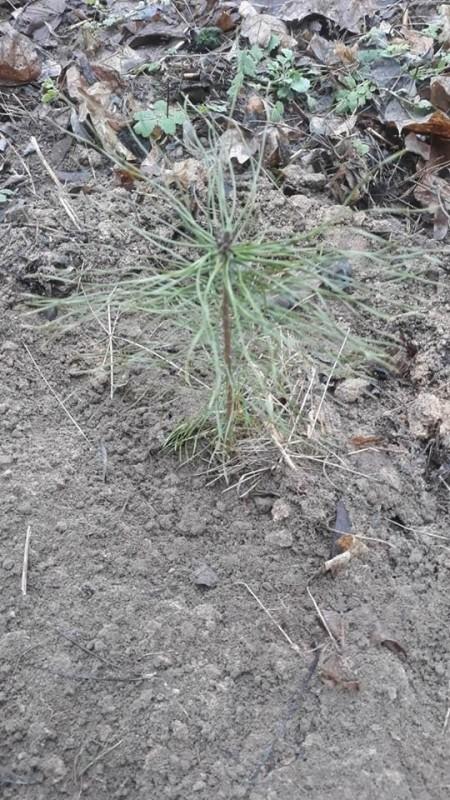 Зимове озеленення: в чернігівському парку висадили 15 сосен