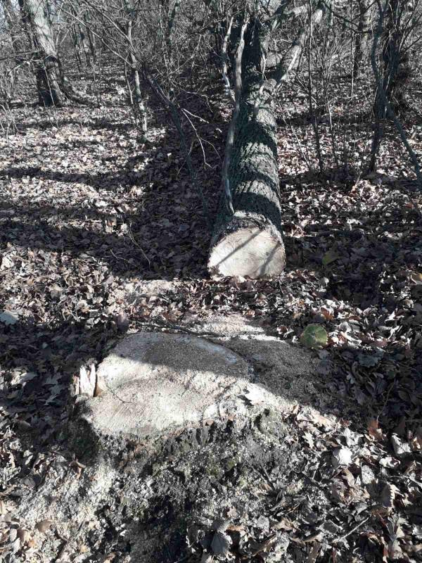 На Черниговщине обнаружен очередной незаконный лесоповал