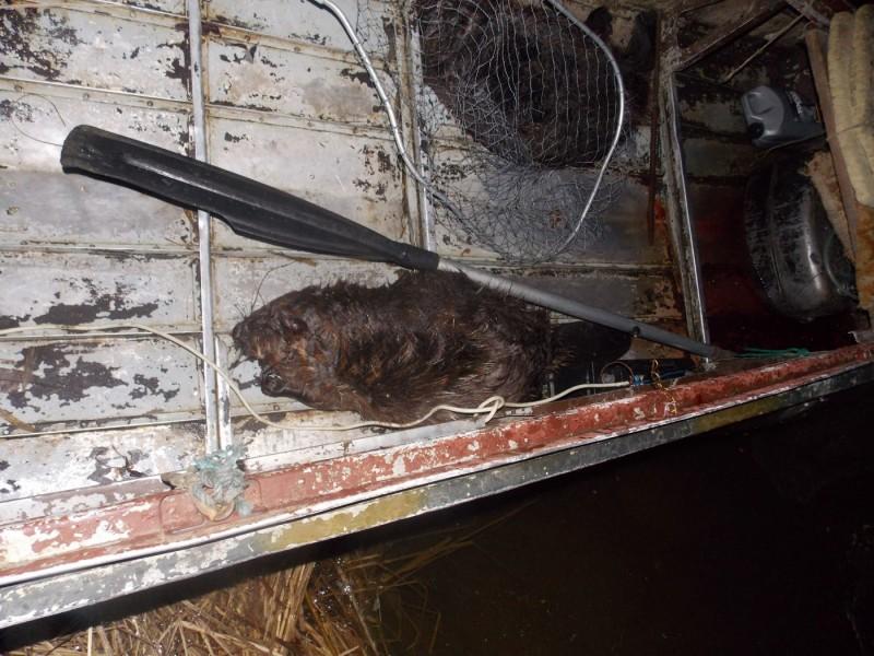 Трое в лодке, бобры и рыба: пограничники Черниговщины задержали браконьеров