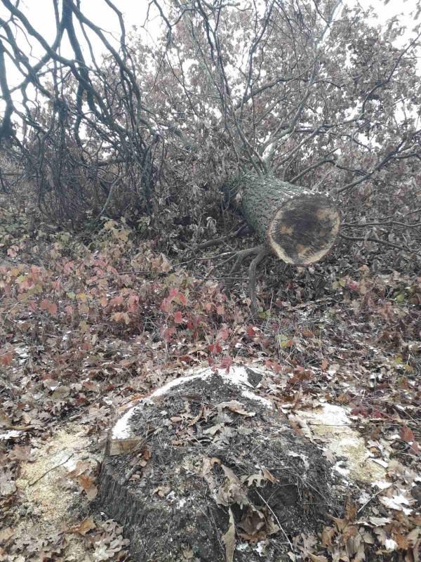 На Черниговщине обнаружен очередной незаконный лесоповал