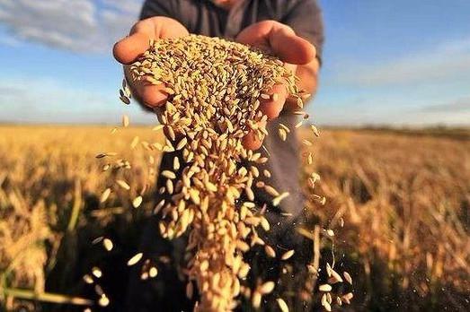 В області зібрали рекордний урожай – майже п’ять мільйонів тонн зернових
