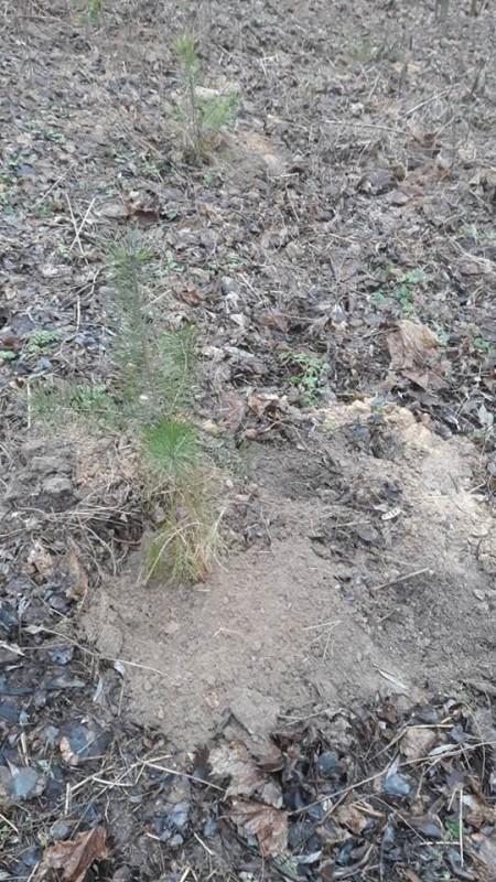Зимове озеленення: в чернігівському парку висадили 15 сосен