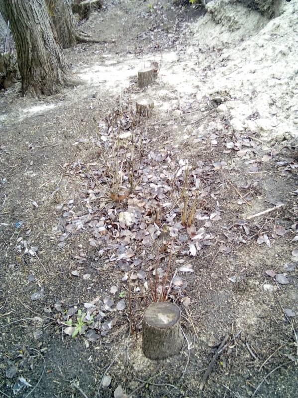 Сознательный гражданин не дал нажиться «чёрным» лесорубам на черниговских деревьях