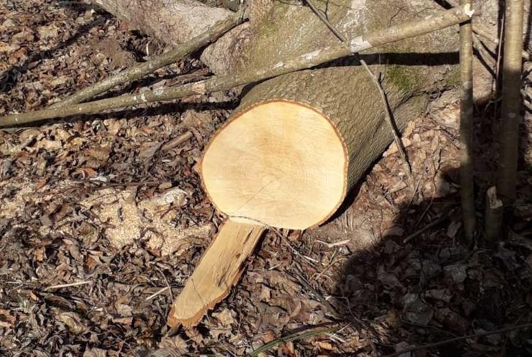 На Чернігівщині продовжується незаконна порубка дерев