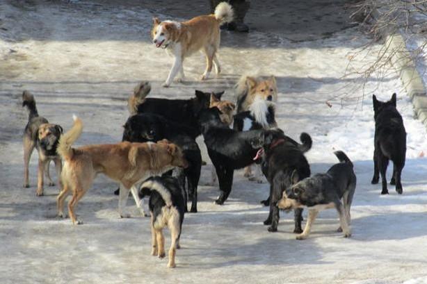 На Чернігівщині зграя собак стала причиною ДТП
