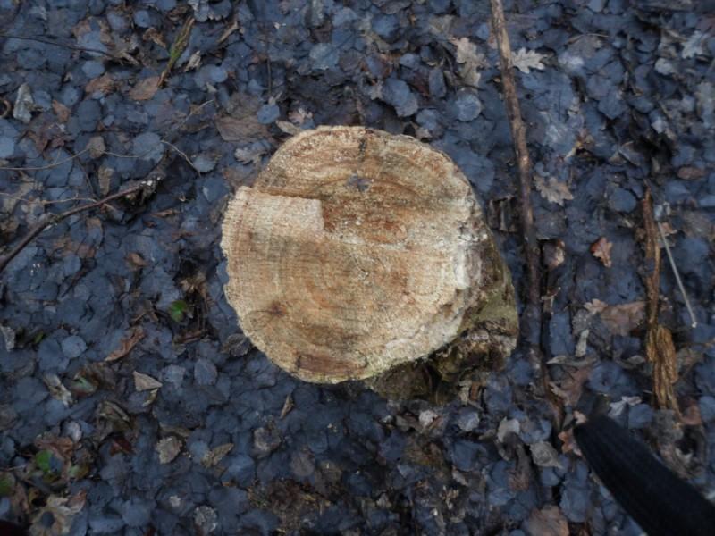 Незаконно срубили и вывезли: больше 40 деревьев - добыча "чёрных" лесорубов на Черниговщине