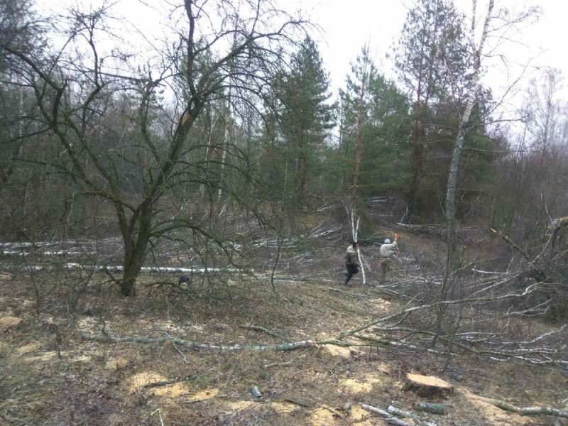Вредительства почти на полмиллиона гривен: незаконная вырубка деревьев на Черниговщине