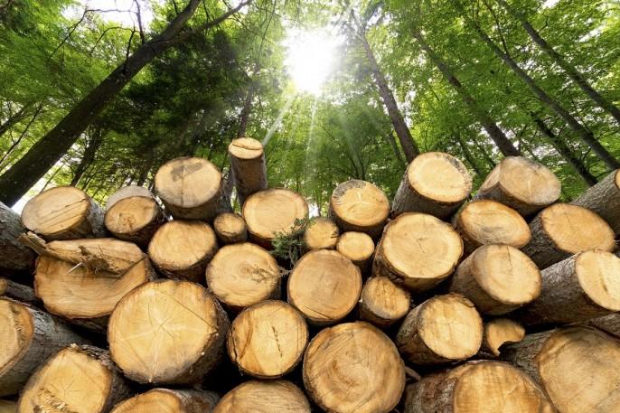 Як протидіятимуть незаконній вирубці лісів на Чернігівщині
