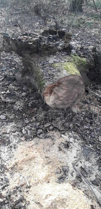 На Черниговщине "чёрные" лесорубы добрались до природно-заповедного фонда