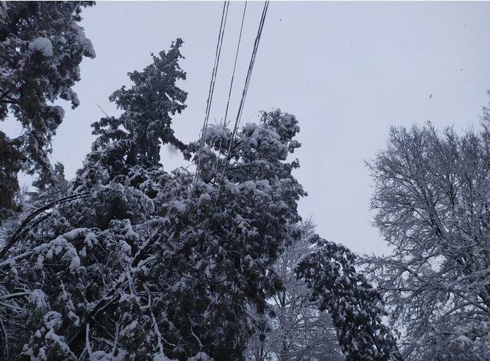Вывернутые с корнем деревья и пропавшее электричество: проблемы от непогоды на Черниговщине