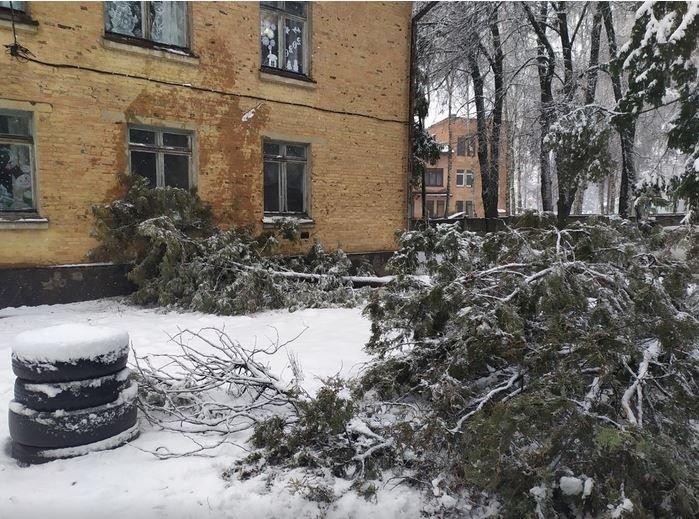 Вывернутые с корнем деревья и пропавшее электричество: проблемы от непогоды на Черниговщине