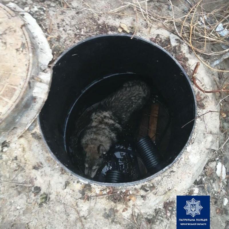 У Чернігові собака впала у відкриту шахту колодязя: її врятували