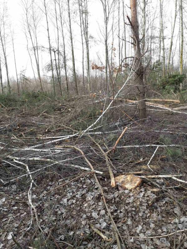 Больше 400 тысяч гривен ущерба: "чёрные" лесорубы побывали в заповеднике на Черниговщине