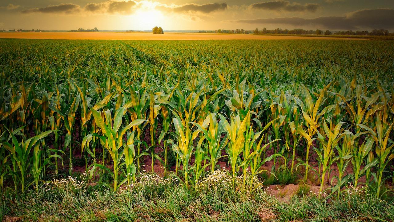 Зерновые культуры: виды и особенности выращивания
