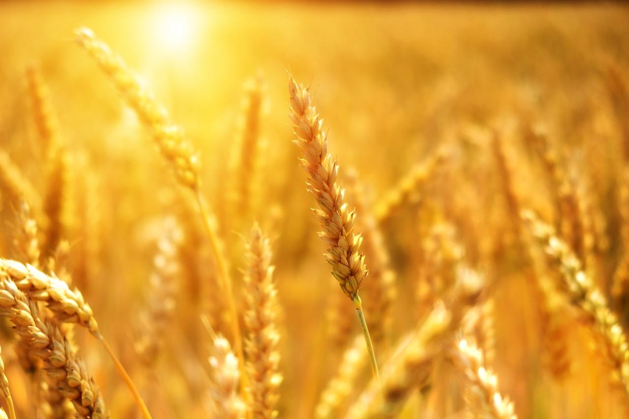 Зерновые культуры: виды и особенности выращивания