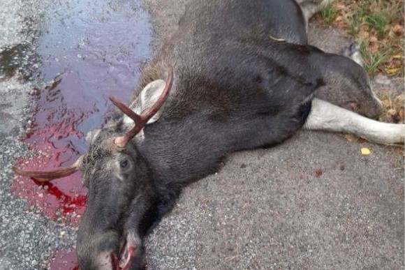 На Чернігівщині вбили червонокнижну тварину