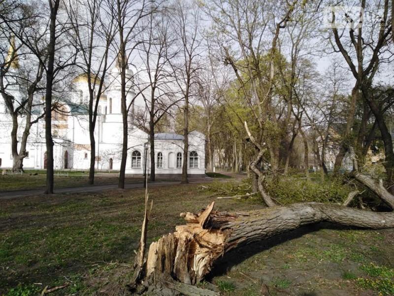 Наслідки буревію: у Чернігові на Валу впало дерево