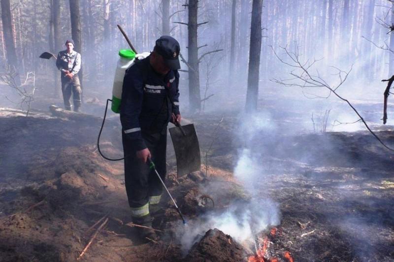 Масштабна пожежа: на Чернігівщині вигоріли 250 гектарів лісу та лугу