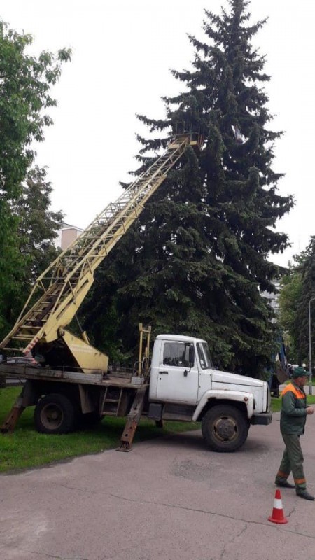 "Зеленбуд" поставив на розтяжки ялину, на яку жалілись чернігівці