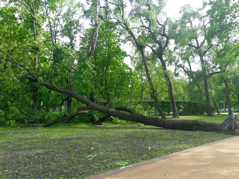 Буревій у Чернігові повалив одразу кілька дерев: є понівечені автівки