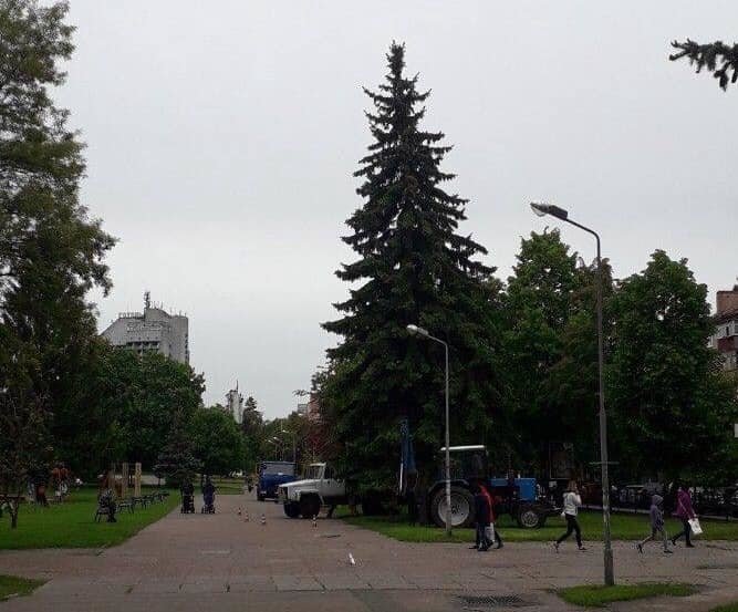 "Зеленбуд" поставив на розтяжки ялину, на яку жалілись чернігівці
