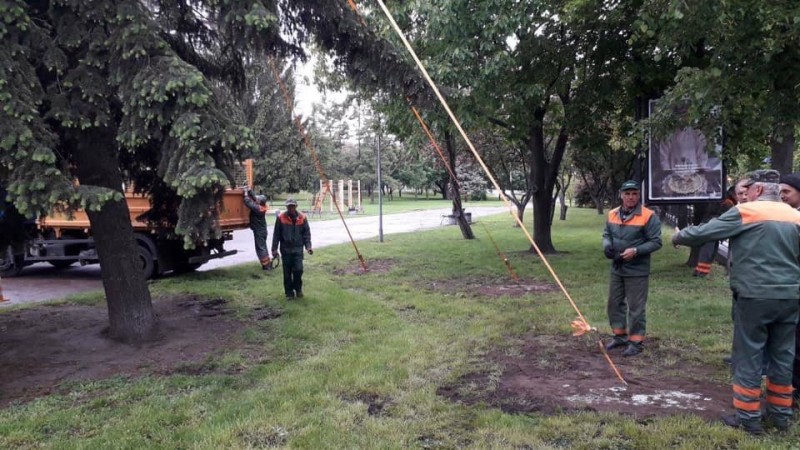 "Зеленбуд" поставив на розтяжки ялину, на яку жалілись чернігівці