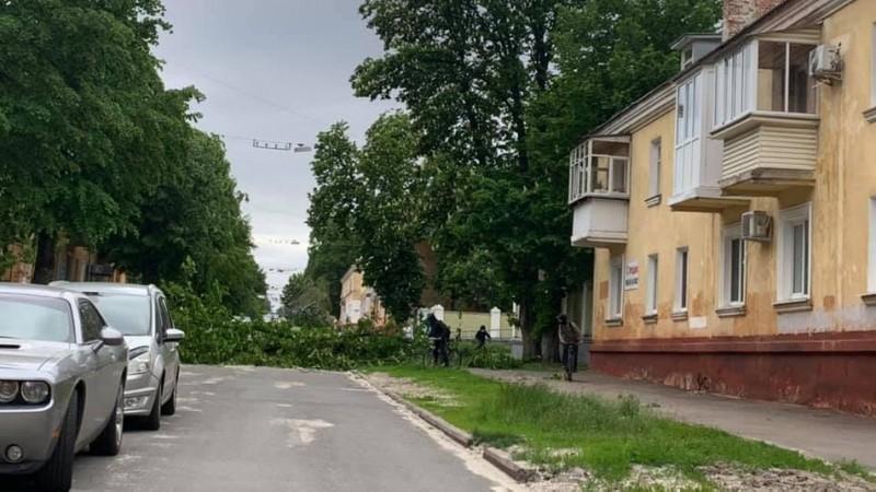 Буревій у Чернігові повалив одразу кілька дерев: є понівечені автівки