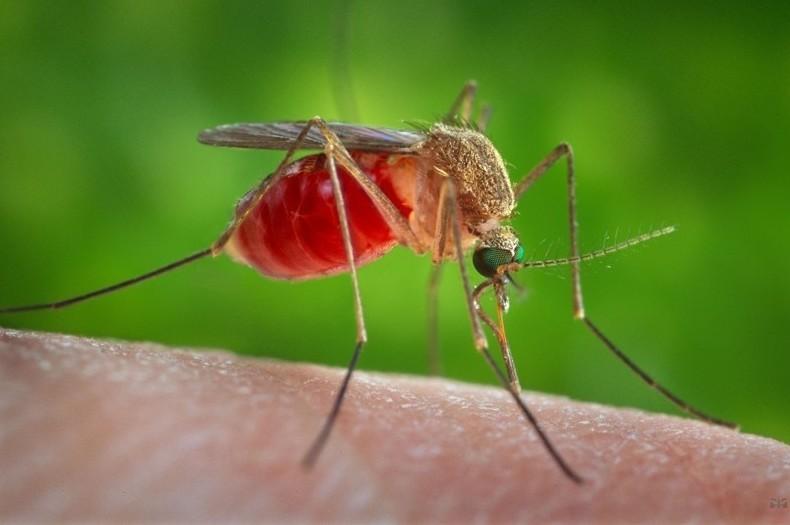 Комарині прогнози: чернігівський еколог розповів, чи буде нашестя «кровопивць» цього року
