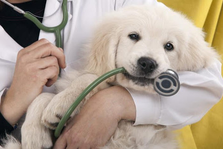 Медичні «пертурбації»: чи планують реформувати ветеринарну медицину