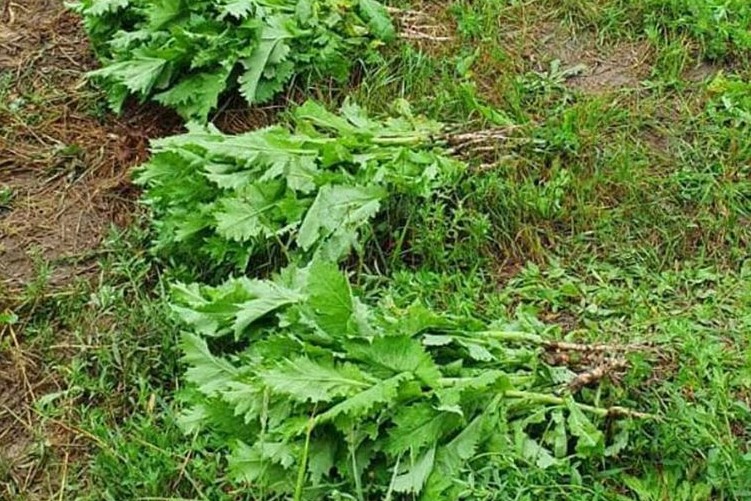 В Чернігівському районі поліція знищила незаконний посів з 300 рослин снодійного маку