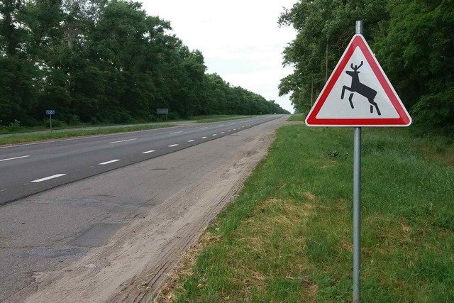 Автошляхи Чернігівщини не тільки для людей: в області встановлюють знаки "Дикі тварини"