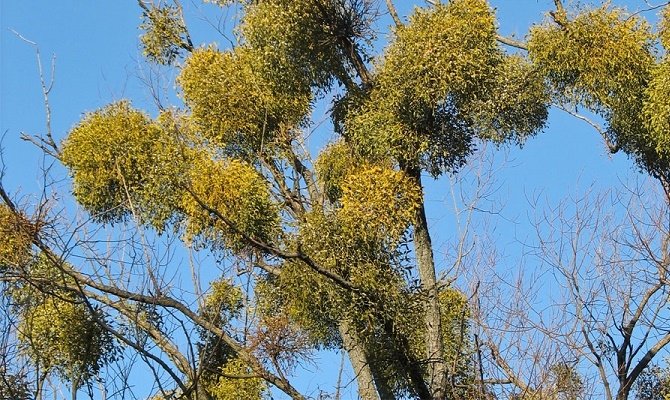 Вбивця бога вікінгів на гілках дерев Чернігова