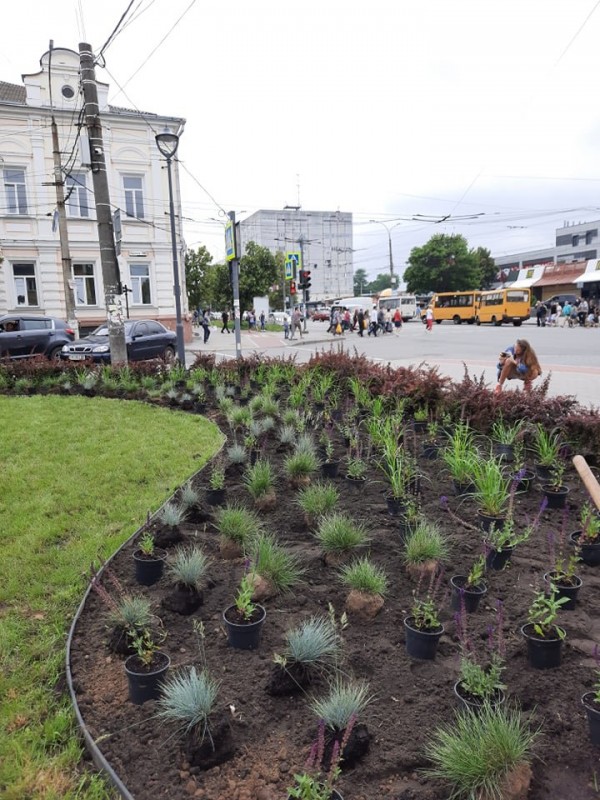 В Чернігові з'явилося нове насадження багаторічних рослин