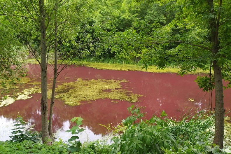 Ніжинські фахівці назвали причину порожевілої води у Графському парку