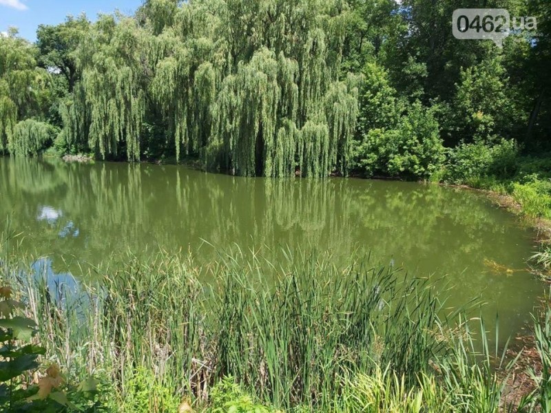 У Ніжині вода в озері стала рожевою