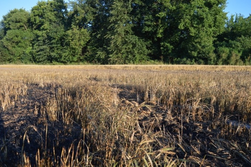 Наслідки підпалу: на Чернігівщині вигоріло 25 гектарів пшениці та ячменю