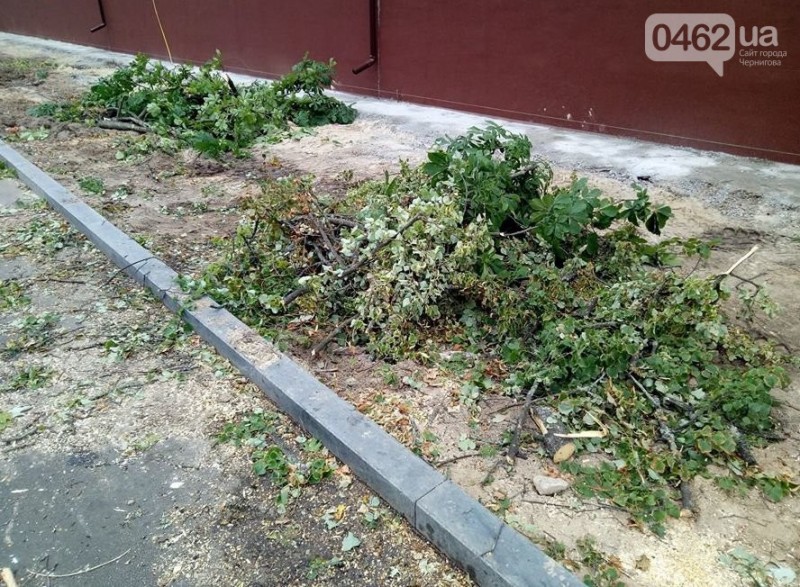 На вулиці Гончій у Чернігові спиляли дерева заради оновлення тротуару